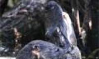 Video: Otter attacks American crocodile