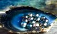 Video: Pearl formation process in nature