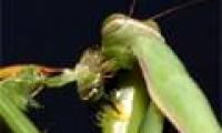 Video: Praying mantis still mating