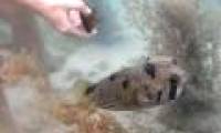 Video: Puffer fish patiently waiting for the diver to rescue you stuck