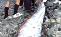 Video rare about giant paddle fish