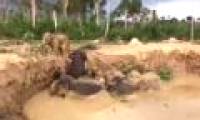Video: Rescue the eleven elephants stuck in mud holes in Cambodia
