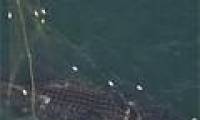 Video: Rescue the lumpy humpback whale