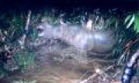 Video: Rhino Journey of an extinct horn in Vietnam