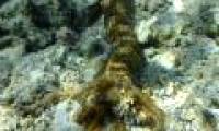 Video: Sea cucumber 'terrible' is 1.5 meters long on the Red Sea bottom