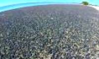 Video: Sea shells thousands of children cover the US beach