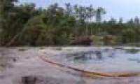 Video: See death pit swallowing dozens of forest trees
