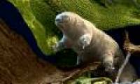 Video: See the horizontal vertical surface of the unique 'immortal' creature on Earth