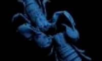 Video: Sex scorpion - rare behavior
