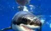 Video: Sharks and sea wolves are in great fire
