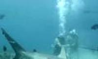 Video: Sharks' sudden reaction when lured with human blood