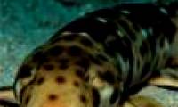 Video: Sharks walk