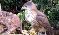 Video: Snake being held tightly by a hawk still tries to bite back, painfully losing its eyes!