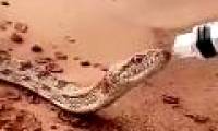 Video: Snake is about to die of thirst in the desert near people asking for water