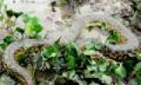 Video: Snakes catch and swallow bait