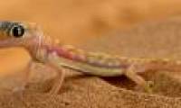 Video: Specialized desert gecko