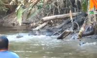 Video: Strange creature crossing river causes tour boat to suddenly halt in the Amazon rainforest.