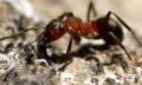 Video: The ants are robbing the eggs of the same kind to raise and make