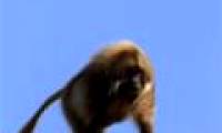 Video: The baboon king is deposed because of too many concubines