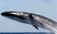 Video: The beautiful whale dance of the whale