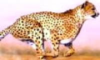 Video: The cheetah accelerates from 0-100km / h in 3 seconds