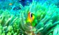 Video: The colorful world on the ocean floor