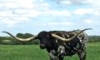 Video: The cow set a Guinness record when he owned a pair of long horns of nearly 3 meters