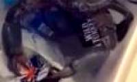 Video: The crab used to snatch the beer bottle off