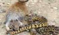 Video: The crazy squirrel is too hungry to eat poisonous snakes