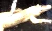 Video: The crocodile is miserable because ... 1 white mouse!