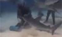 Video: The diver reaches into the shark's jaw
