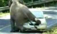 Video: The elephant suddenly blocked the car, climbed on the roof of the car