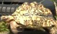 Video: The fastest turtle in the world