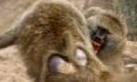 Video: The fight of baboons