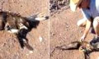 Video: The hawk swooped down to hunt snake, unexpectedly squeezed hard