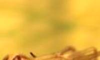 Video: The molting process of the black widow spider