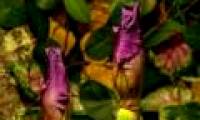 Video: The moment the flowers bloom beautiful