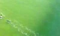 Video: The moment when the great white shark approached the surfing player