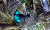 Video: The mother bird is searching for prey, the snake is 'big' swallowing all the eggs