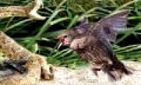 Video: The mother's mother frantically attacked the poisonous snake, revenge for her child