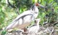 Video: The nearly extinct stork is recovered from 7 individuals