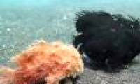 Video: The sight of fish walking in the sea
