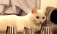 Video: The smart cat admires netizens
