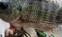 Video: The twin fish are amazing