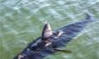 Video: The US Navy develops robots to spy like sharks