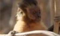 Video: The way to flirt with a strange capuchin monkey