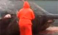 Video: The whale's body suddenly exploded