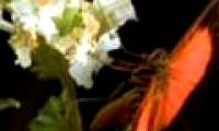 Video: 'The white flower' is bloodthirsty