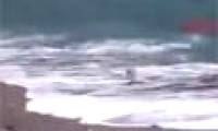 Video: The wise dog stops the baby from being swept away