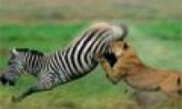Video: The zebra kicks off the stone to flip the lion's jaw